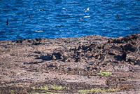 0131 Galapagos Short Eared Owl