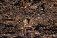 0139 Galapagos Short Eared Owl