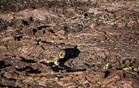 0141 Galapagos Short Eared Owl