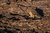 0142 Galapagos Short Eared Owl