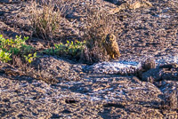 0144 Galapagos Short Eared Owl