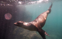 0422 Galapagos Playful Sea Lion Pup