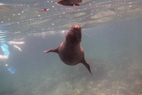 0425 Galapagos Playful Sea Lion Pup
