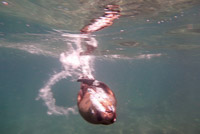 0426 Galapagos Playful Sea Lion Pup