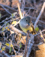 0460 Galapagos Large Billed Flycatcher