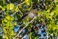 0462 Galapagos Large Billed Flycatcher