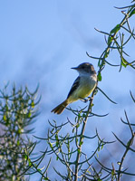 0463 Galapagos Large Billed Flycatcher