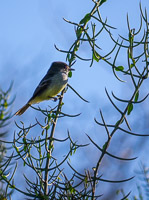 0464 Galapagos Large Billed Flycatcher