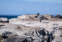 0543 Galapagos Lava Gull
