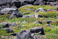 0557 Galapagos Whimbrel