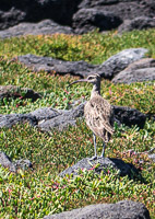 0558 Galapagos Whimbrel