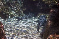 0586 Galapagos White Tipped Shark