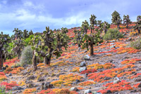 0620 Galapagos Hdr High Dynamic Range