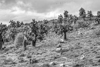 0621 Galapagos Hdr High Dynamic Range