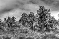 0632 Galapagos Hdr High Dynamic Range