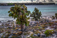 0636 Galapagos Hdr High Dynamic Range