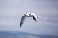 0679 Galapagos Red Billed Tropic Bird