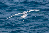 0680 Galapagos Red Billed Tropic Bird