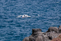 0681 Galapagos Red Billed Tropic Bird