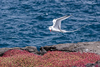 0682 Galapagos Red Billed Tropic Bird
