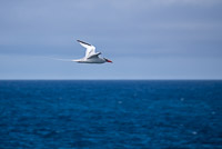 0683 Galapagos Red Billed Tropic Bird