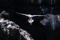 0687 Galapagos Red Billed Tropic Bird