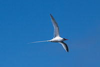 0688 Galapagos Red Billed Tropic Bird