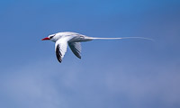 0689 Galapagos Red Billed Tropic Bird