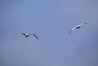 0690 Galapagos Red Billed Tropic Bird