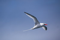 0691 Galapagos Red Billed Tropic Bird