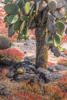 0699 Galapagos Hdr High Dynamic Range