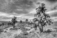 0703 Galapagos Hdr High Dynamic Range