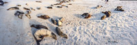 0726 Galapagos Panorama Sea Lion Colony