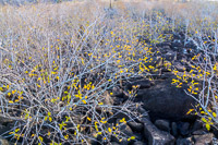 0745 Galapagos Hdr High Dynamic Range