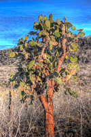 0748 Galapagos Hdr High Dynamic Range