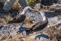 0807 Galapagos Blue Footed Boobies Perform Courtship Dance In The Middle Of The Trail 