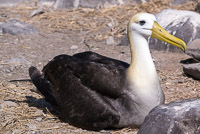 0830 Galapagos Waved Albatross