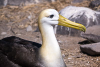 0831 Galapagos Waved Albatross