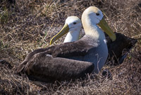 0833 Galapagos Waved Albatross