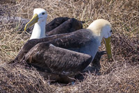 0834 Galapagos Waved Albatross