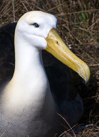 0835 Galapagos Waved Albatross