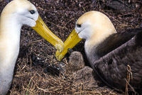 0836 Galapagos Waved Albatross