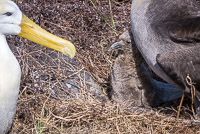 0839 Galapagos Waved Albatross