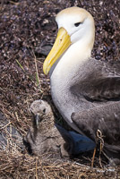0842 Galapagos Waved Albatross