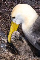 0843 Galapagos Waved Albatross
