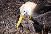 0844 Galapagos Waved Albatross