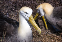 0845 Galapagos Waved Albatross