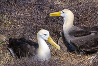 0846 Galapagos Waved Albatross
