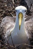 0847 Galapagos Waved Albatross