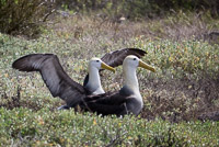 0848 Galapagos Waved Albatross